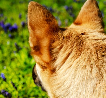 dog-golden-fur-back-head-look-into-green-grass-with-flowers_6602-316