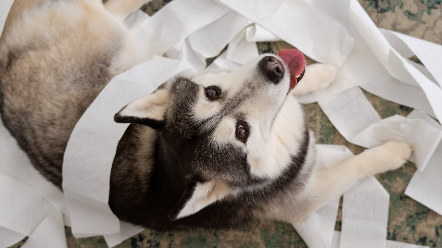 flat-lay-dog-making-mess-with-toilet-paper