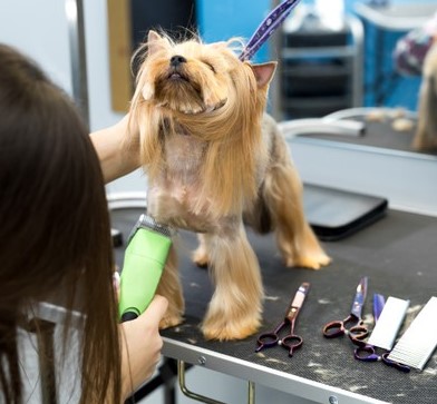 veterinarian-trimming-yorkshire-terrier-with-hair-clipper-veterinary-clinic_199620-5172